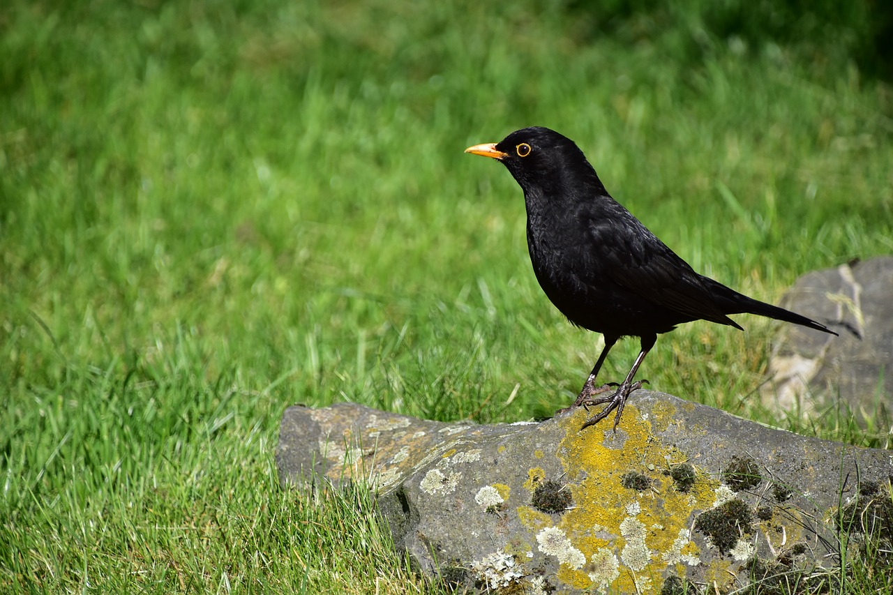 bird  black  alone free photo