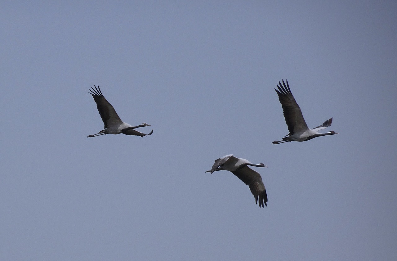 bird  crane  demoiselle crane free photo