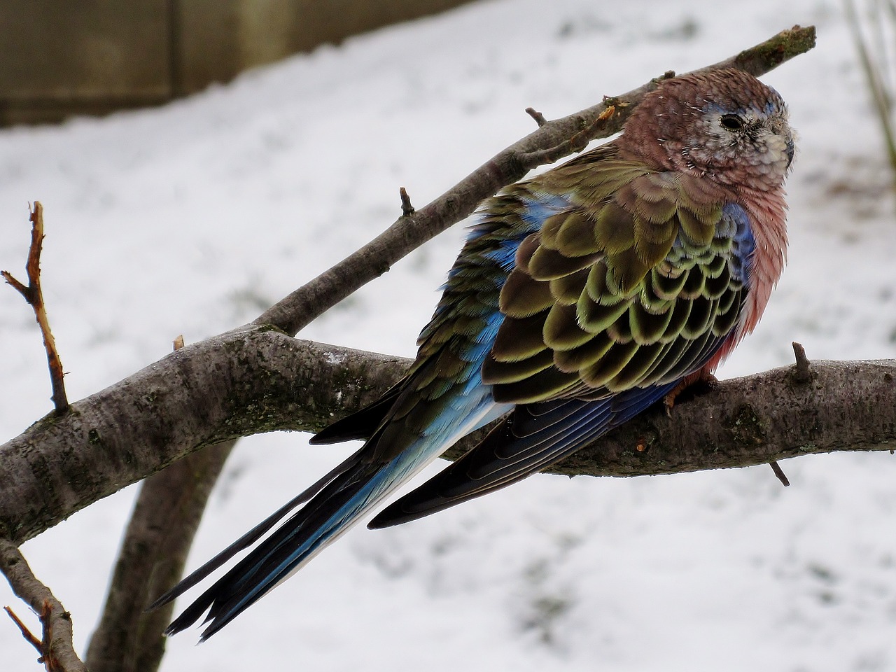 bird  bourke parakeet  aviary free photo