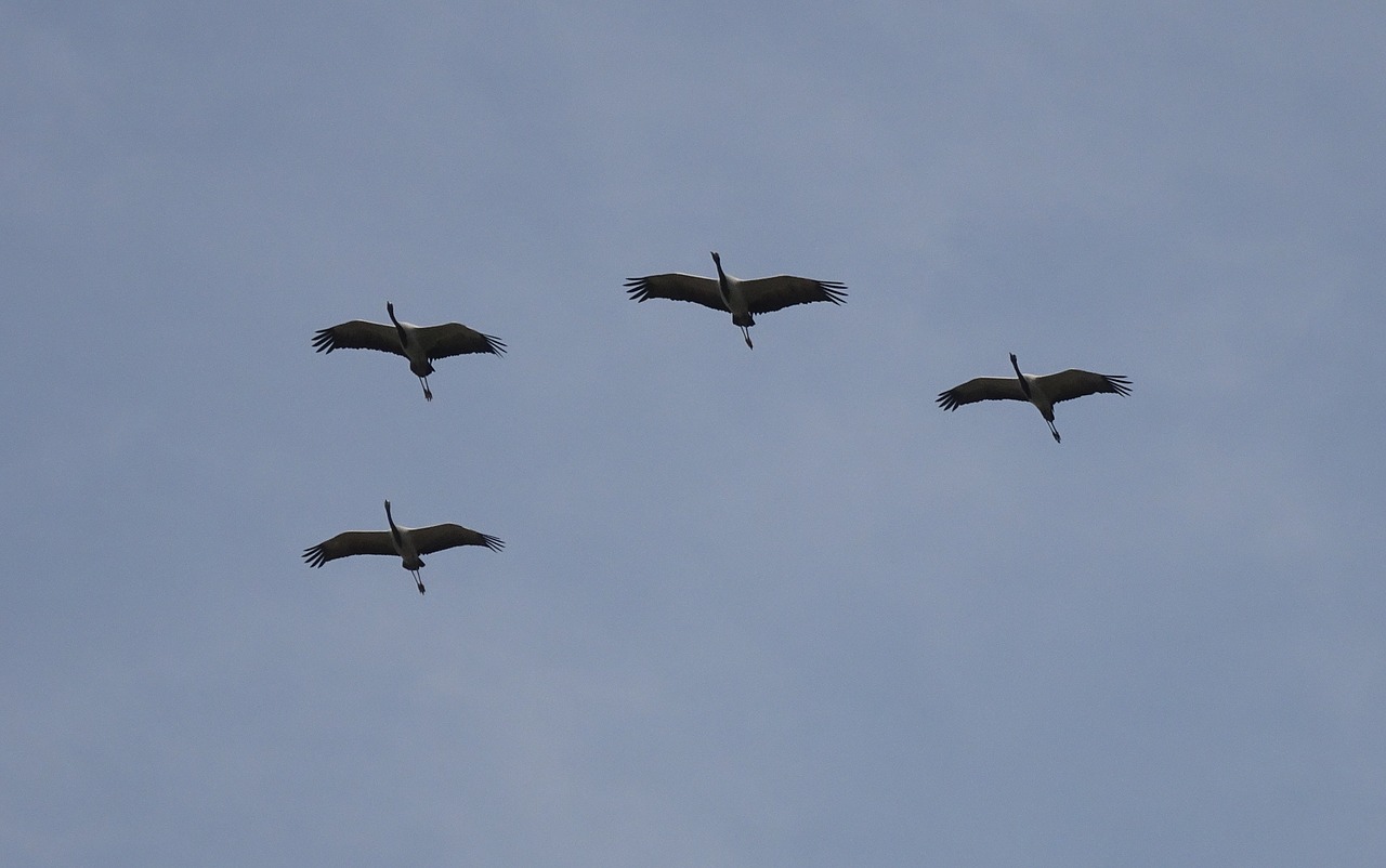 bird  crane  demoiselle crane free photo