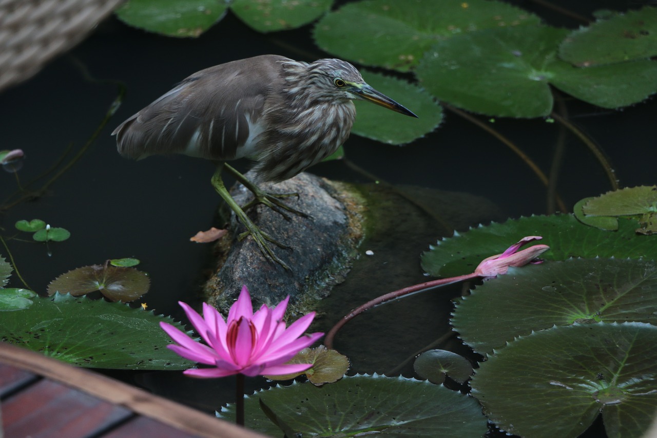 bird  crane  pond free photo