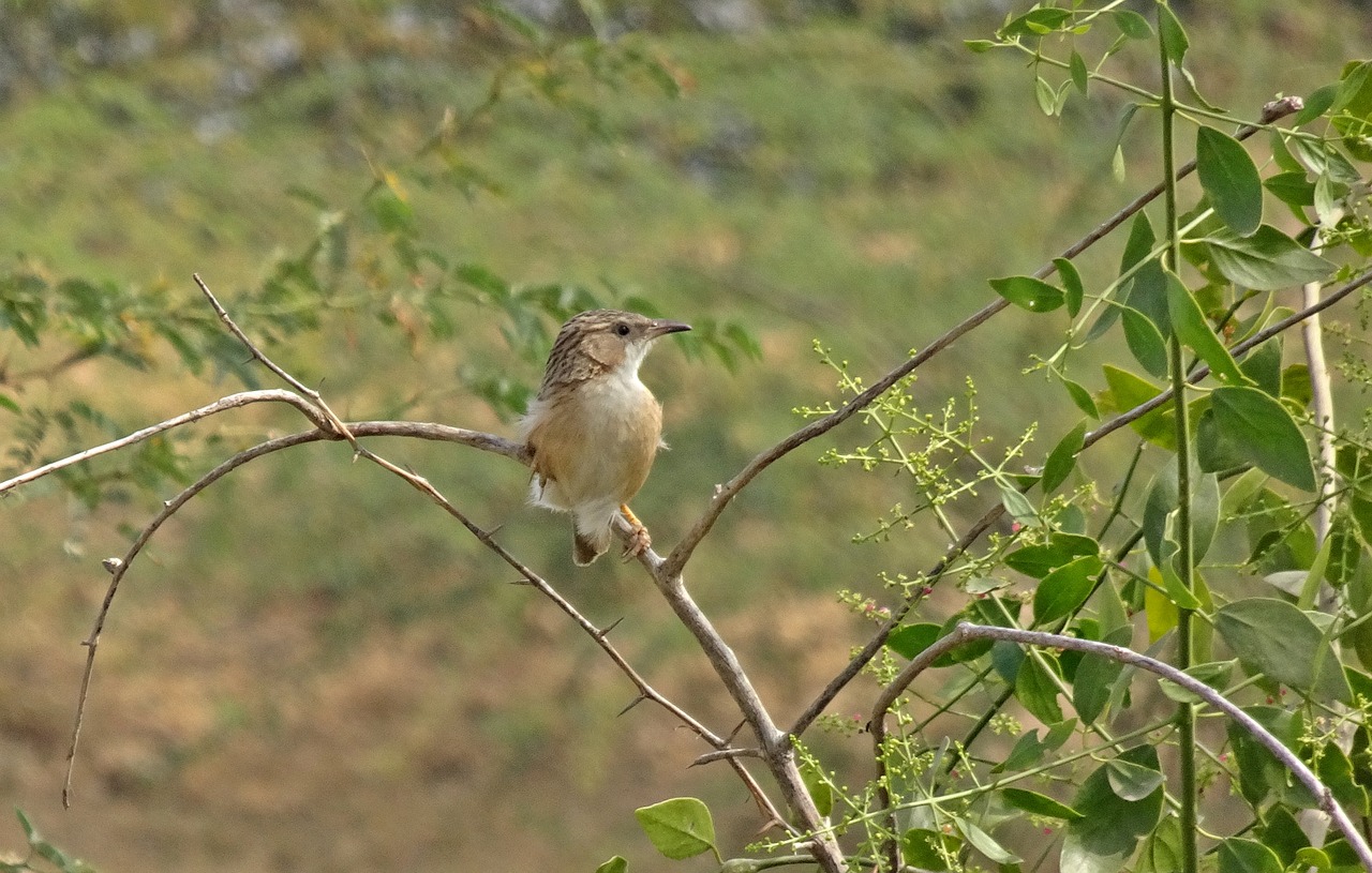 bird  common babbler  argya caudata free photo