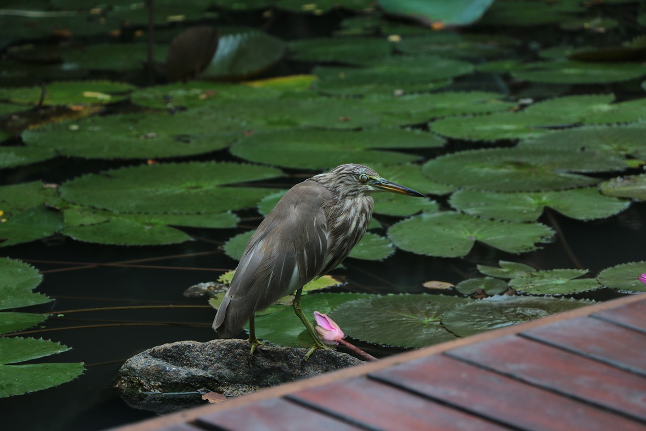 bird  crane  asian free photo