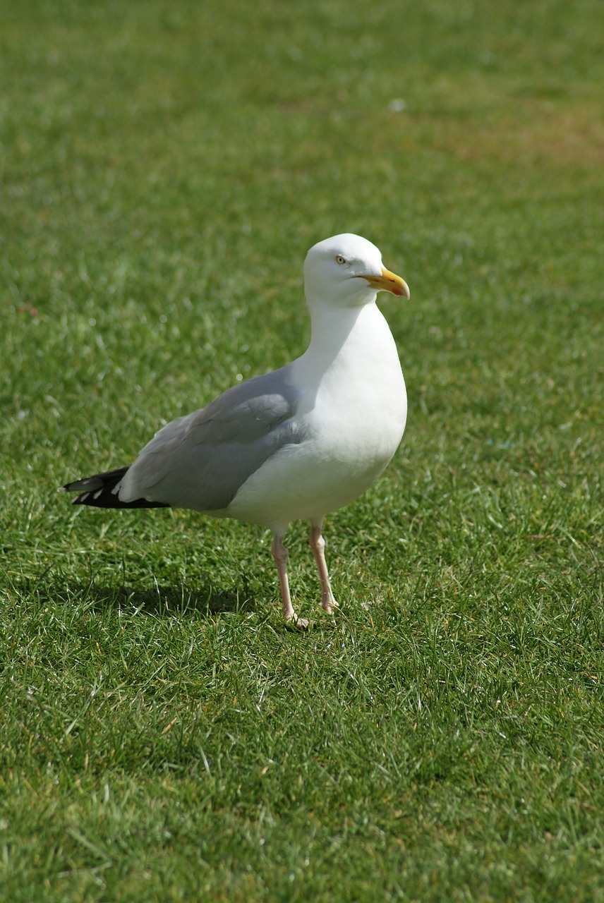 bird  the seagull  animal free photo