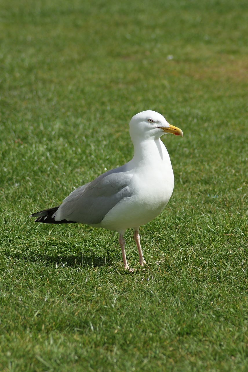 bird  the seagull  animal free photo