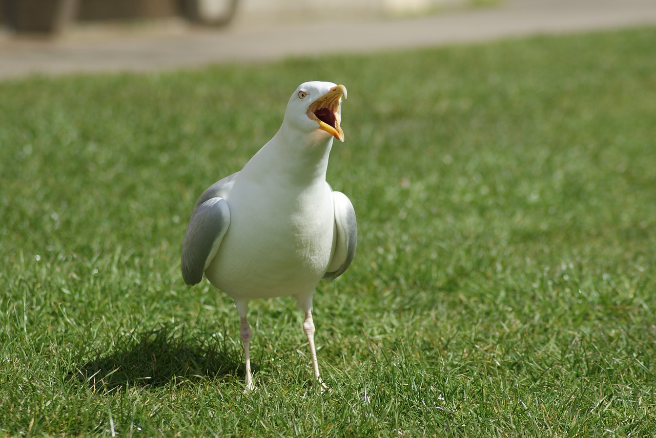 bird  the seagull  animal free photo