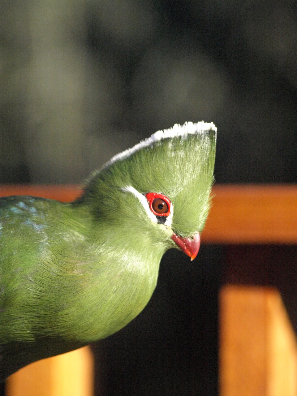 bird  green  knysna lourie free photo