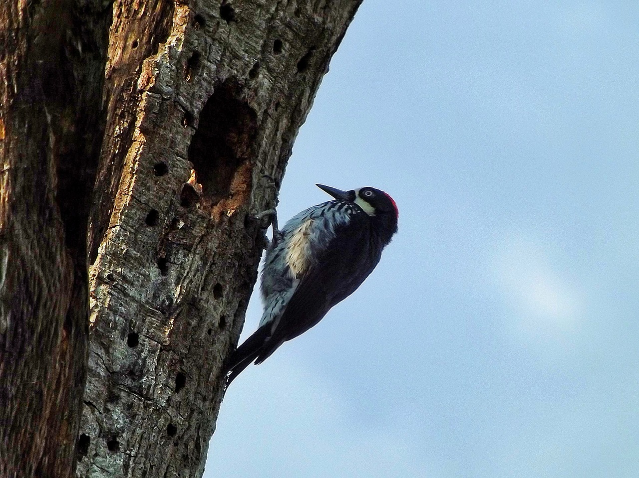 bird  day  wood free photo