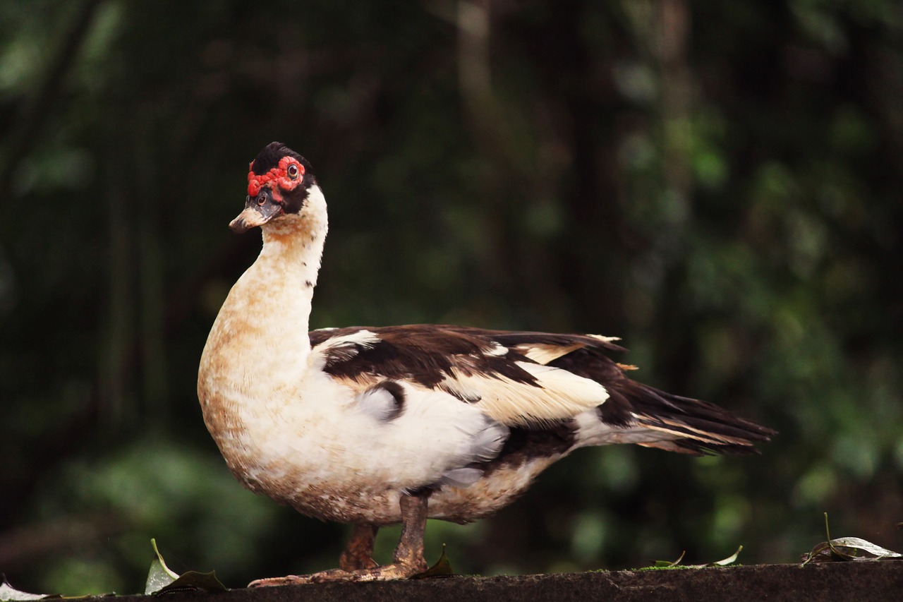 bird  duck  wild duck free photo