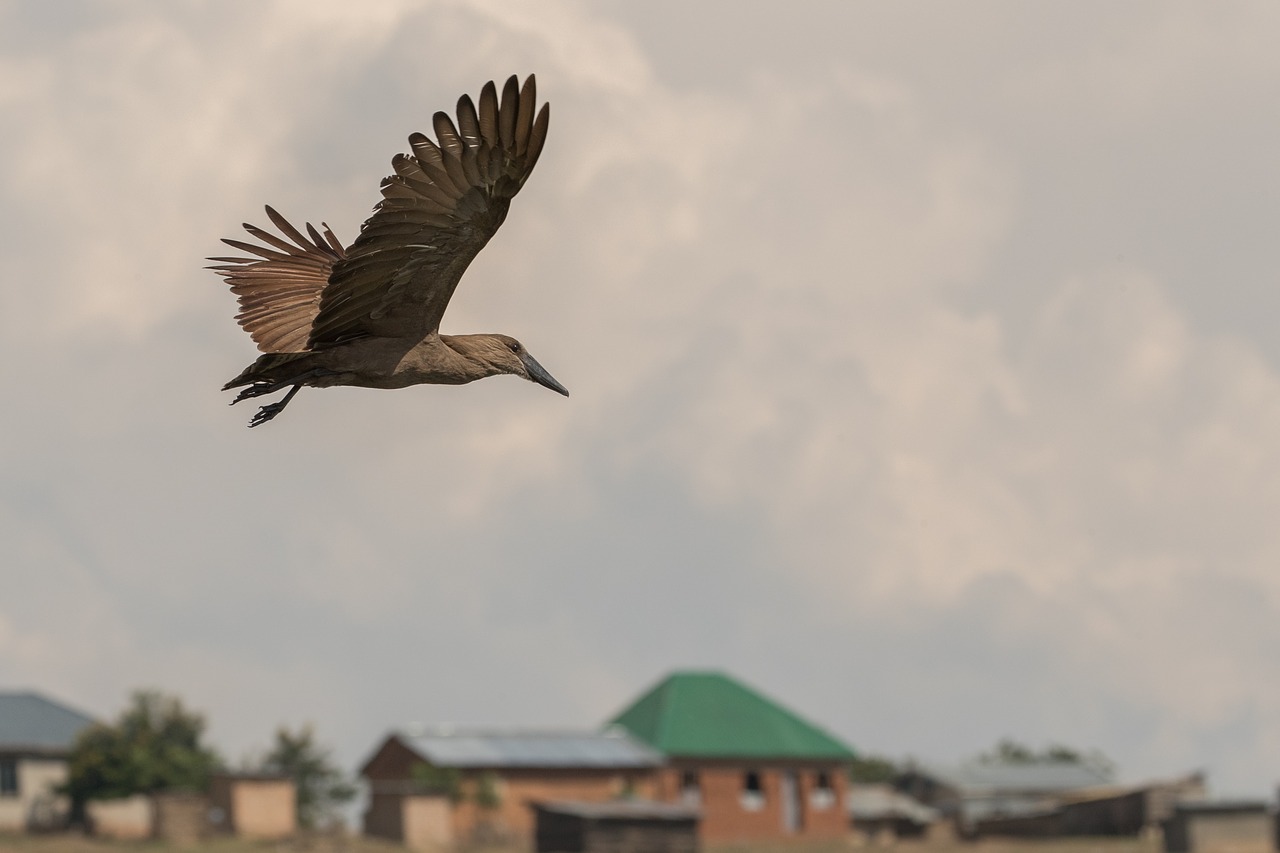 bird  flight  hammerkop free photo