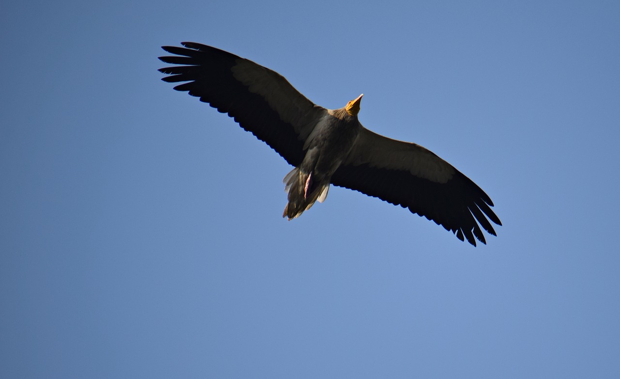 bird  vulture  nature free photo