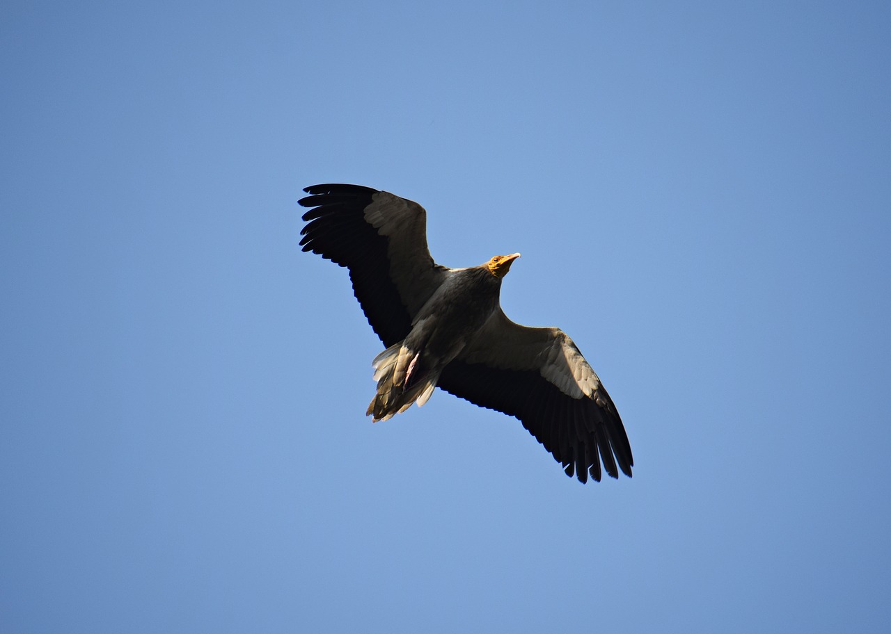 bird  flying  nature free photo