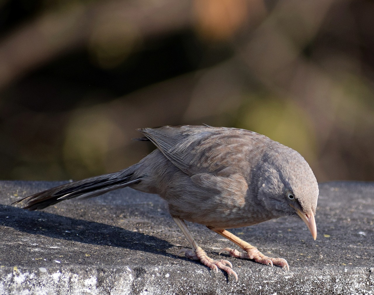 bird  sitting  nature free photo