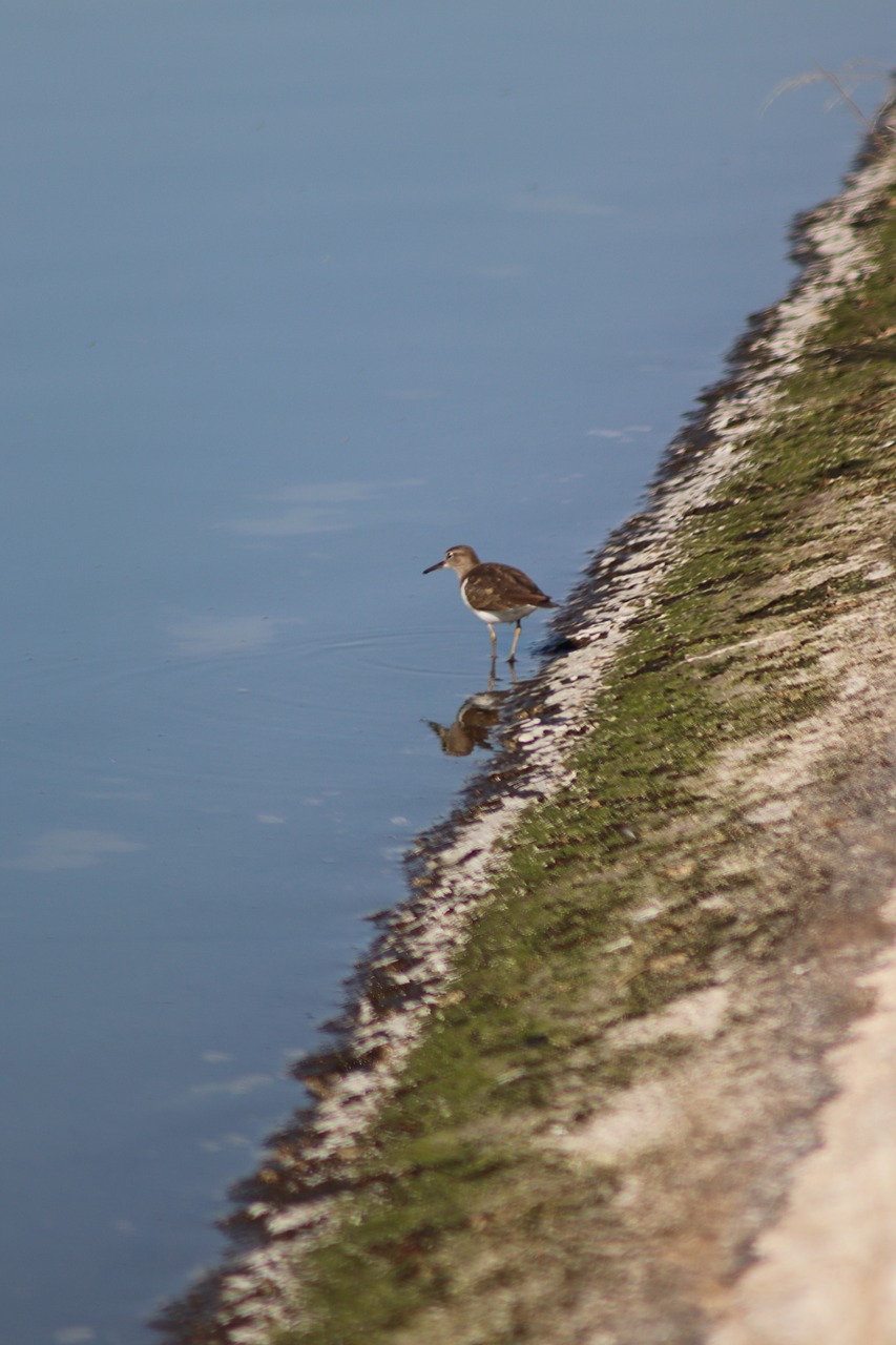 bird  laguna  reflection free photo