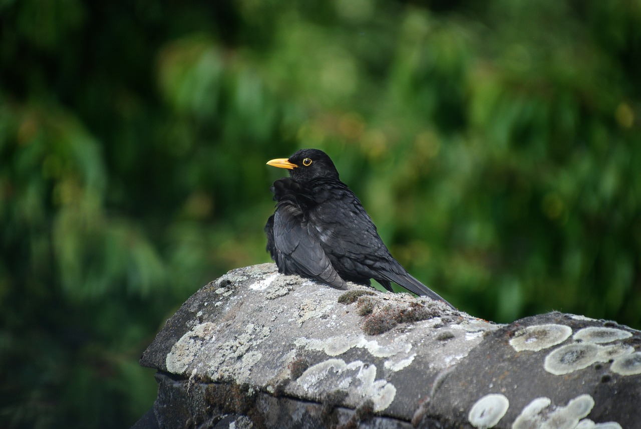 bird  blackbird  animal free photo