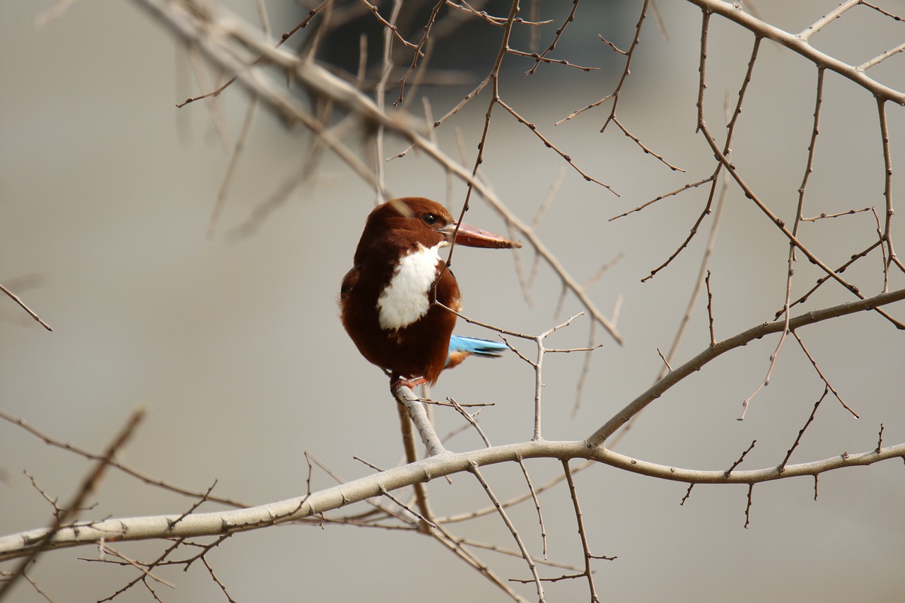 bird  kingfisher  branches free photo