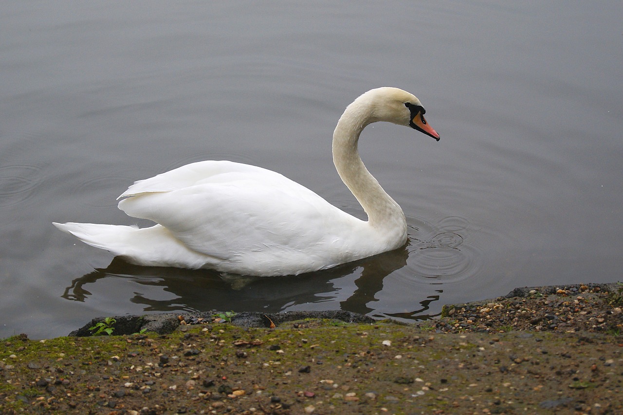 bird  swan  water free photo