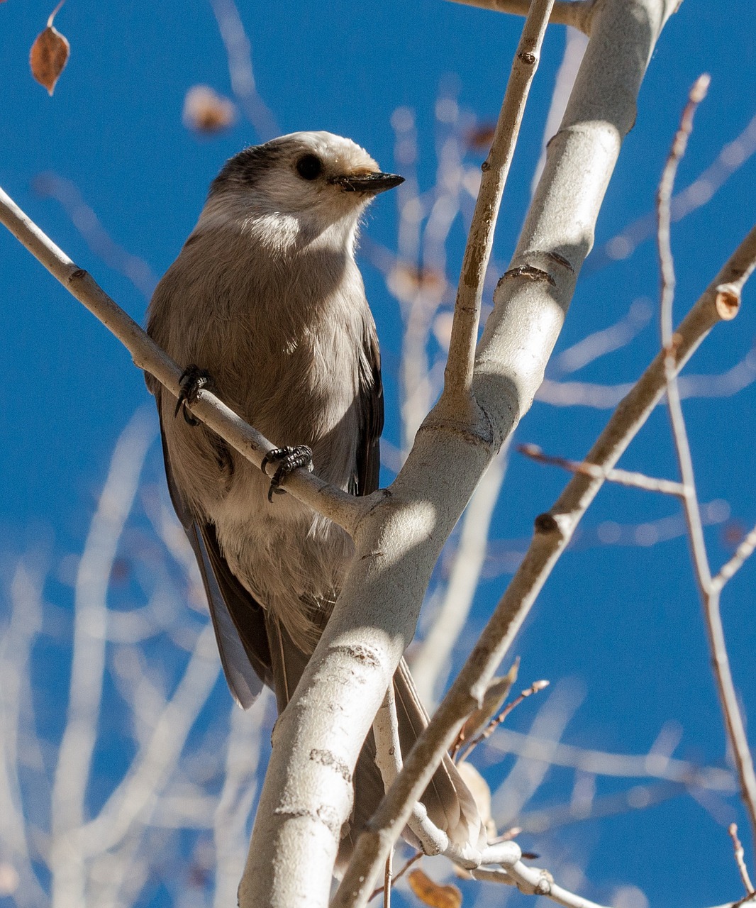 bird tree nature free photo