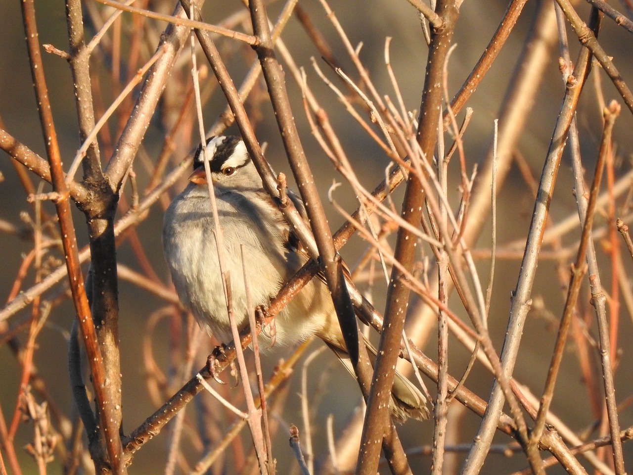 bird  sparrow  fauna free photo