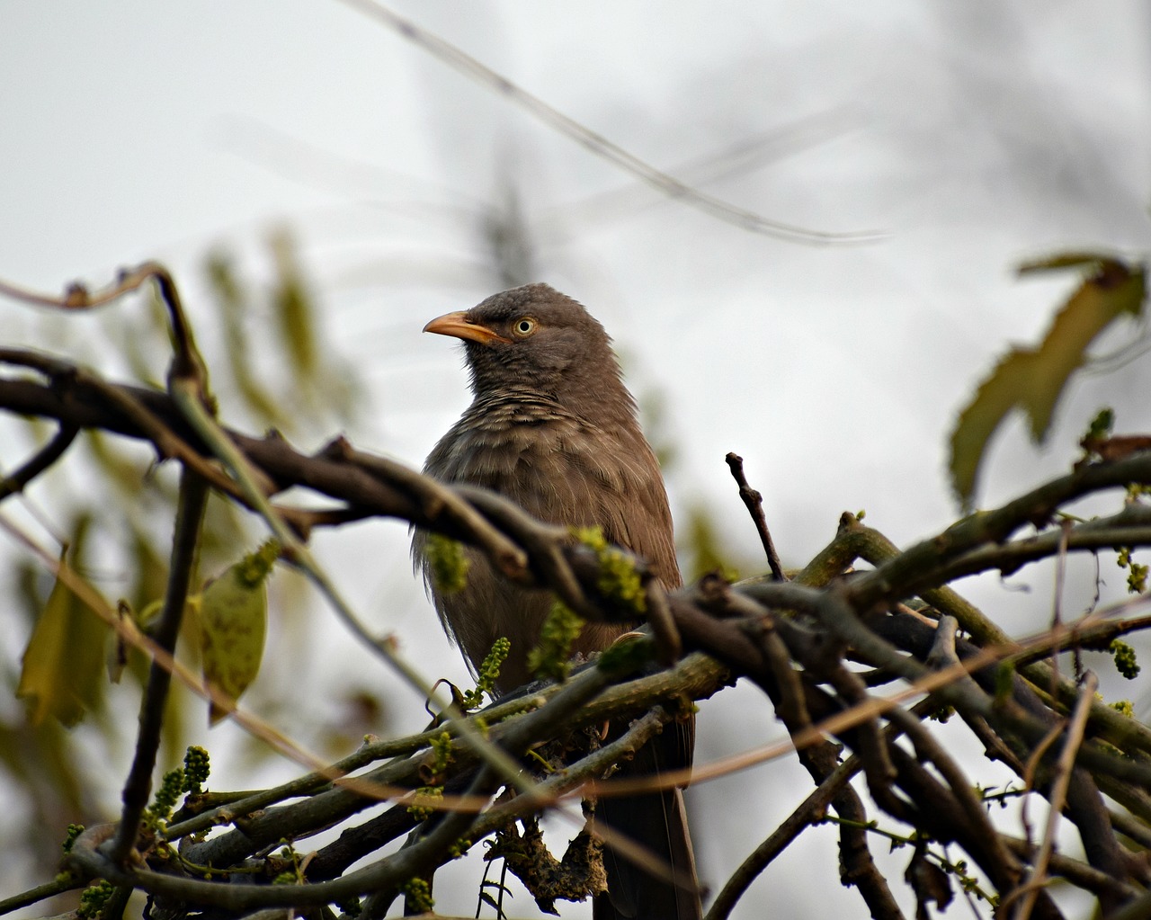 bird  sitting  nature free photo