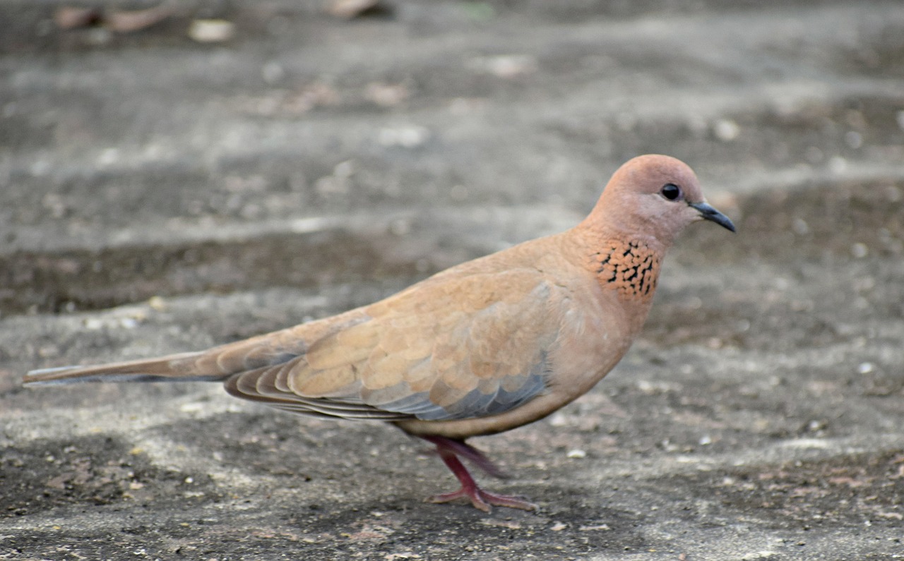 bird  dove  animal free photo