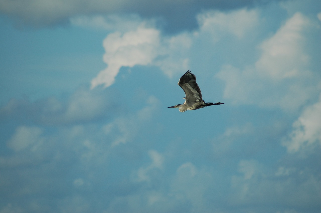 bird sky bird view free photo