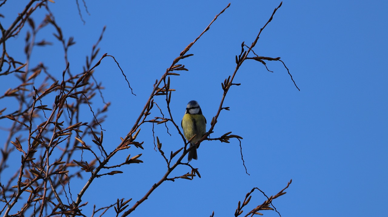 bird  nature  branch free photo