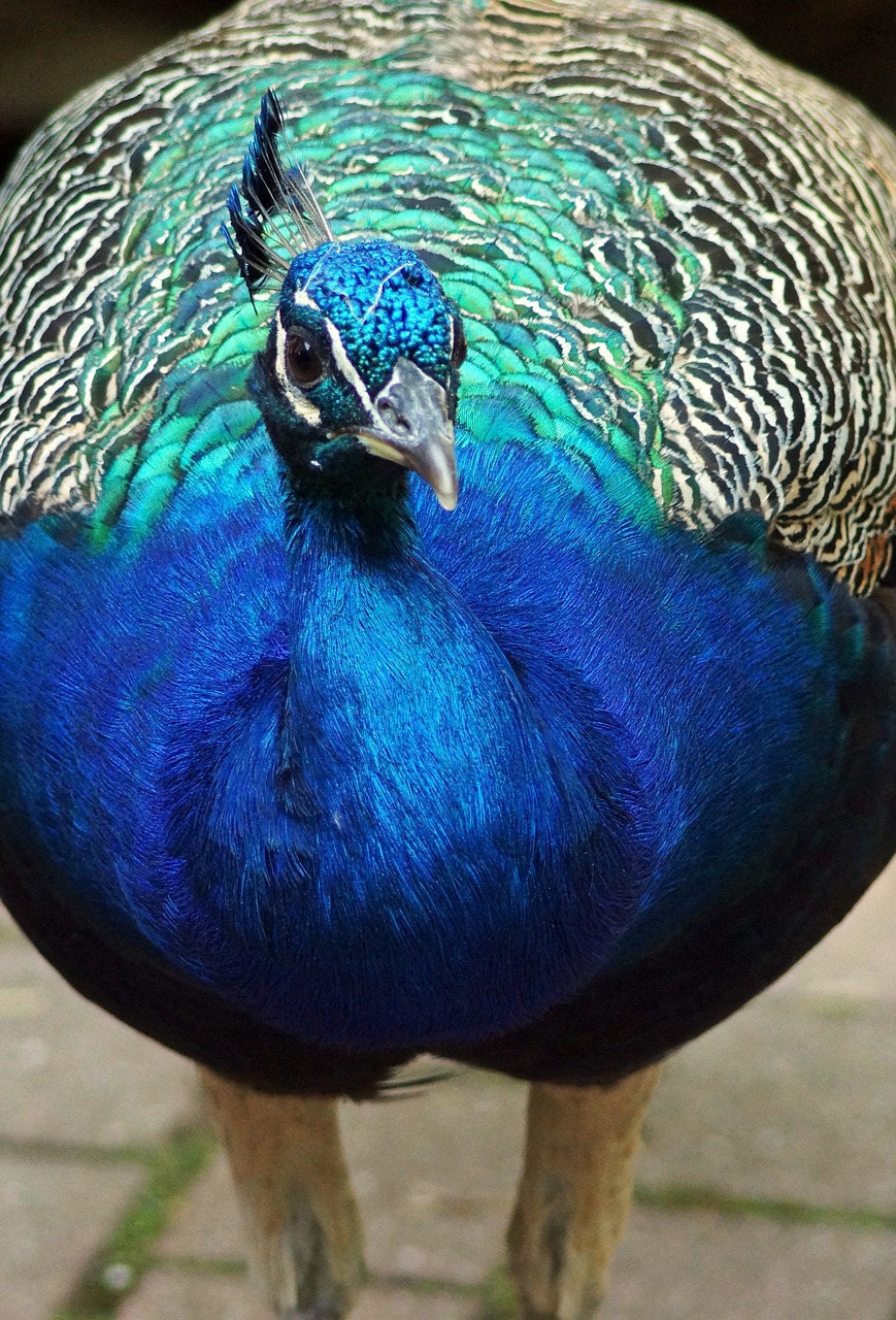 bird peacock male free photo