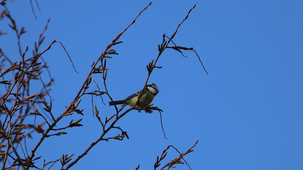 bird  nature  animal world free photo