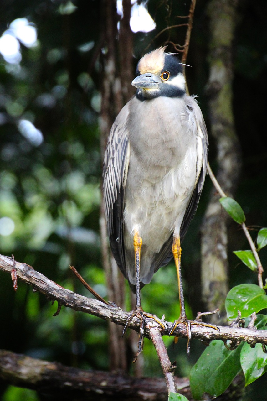 bird  nature  heron free photo