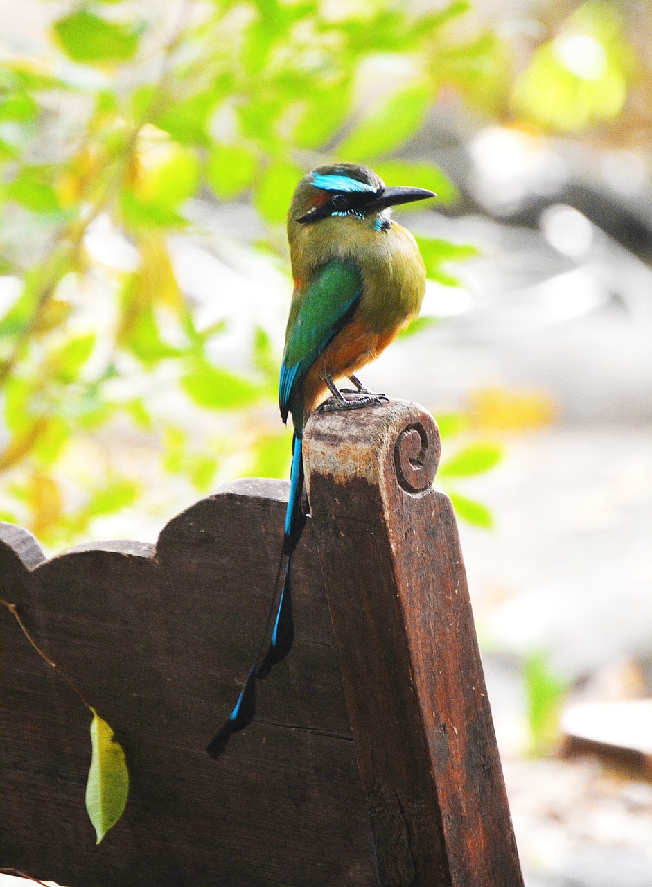 bird  guardabarranco  torogoz free photo