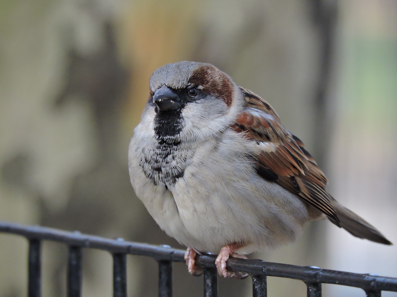 bird  nature  wings free photo