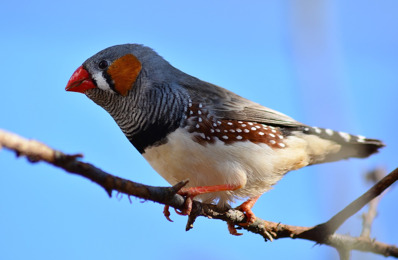 bird  zebra finch  close up free photo