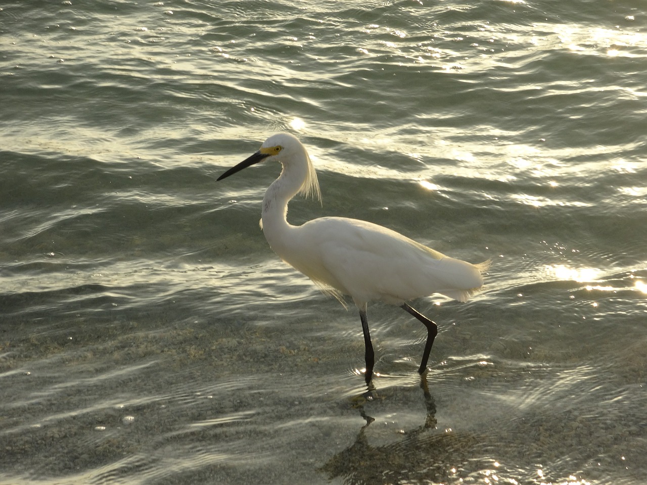 bird mar beach free photo