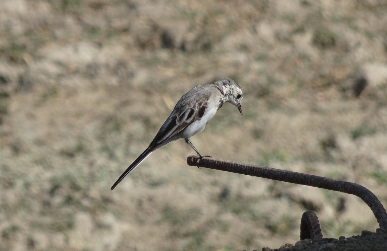 bird  wagtail  white wagtail free photo