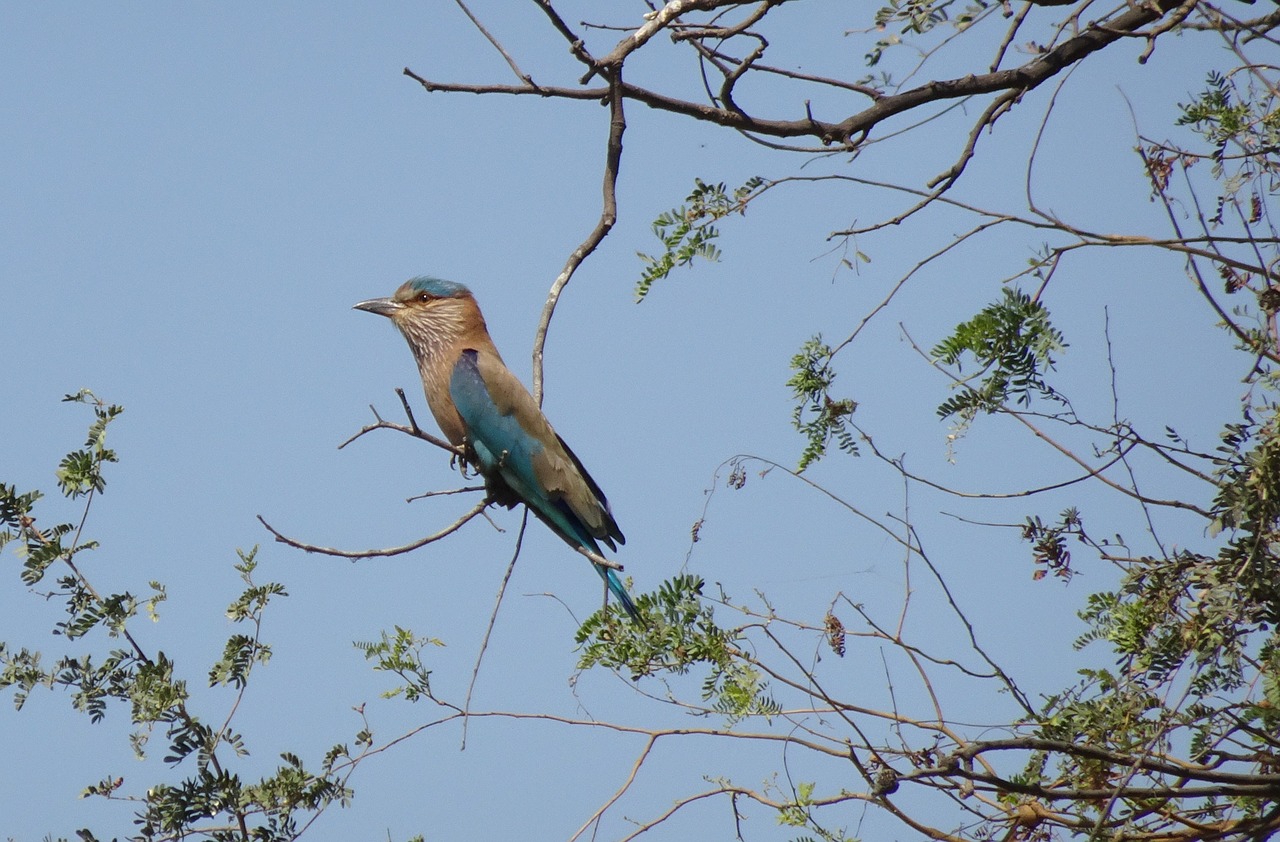 bird  roller  indian roller free photo