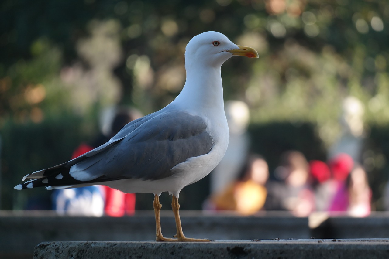 bird  animal  seagull free photo