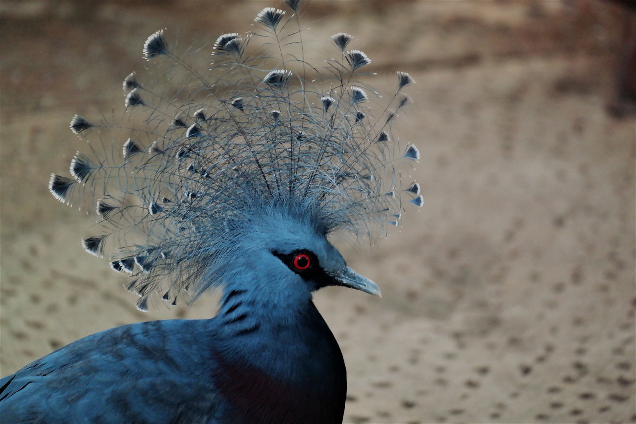 bird  animal  plumage free photo