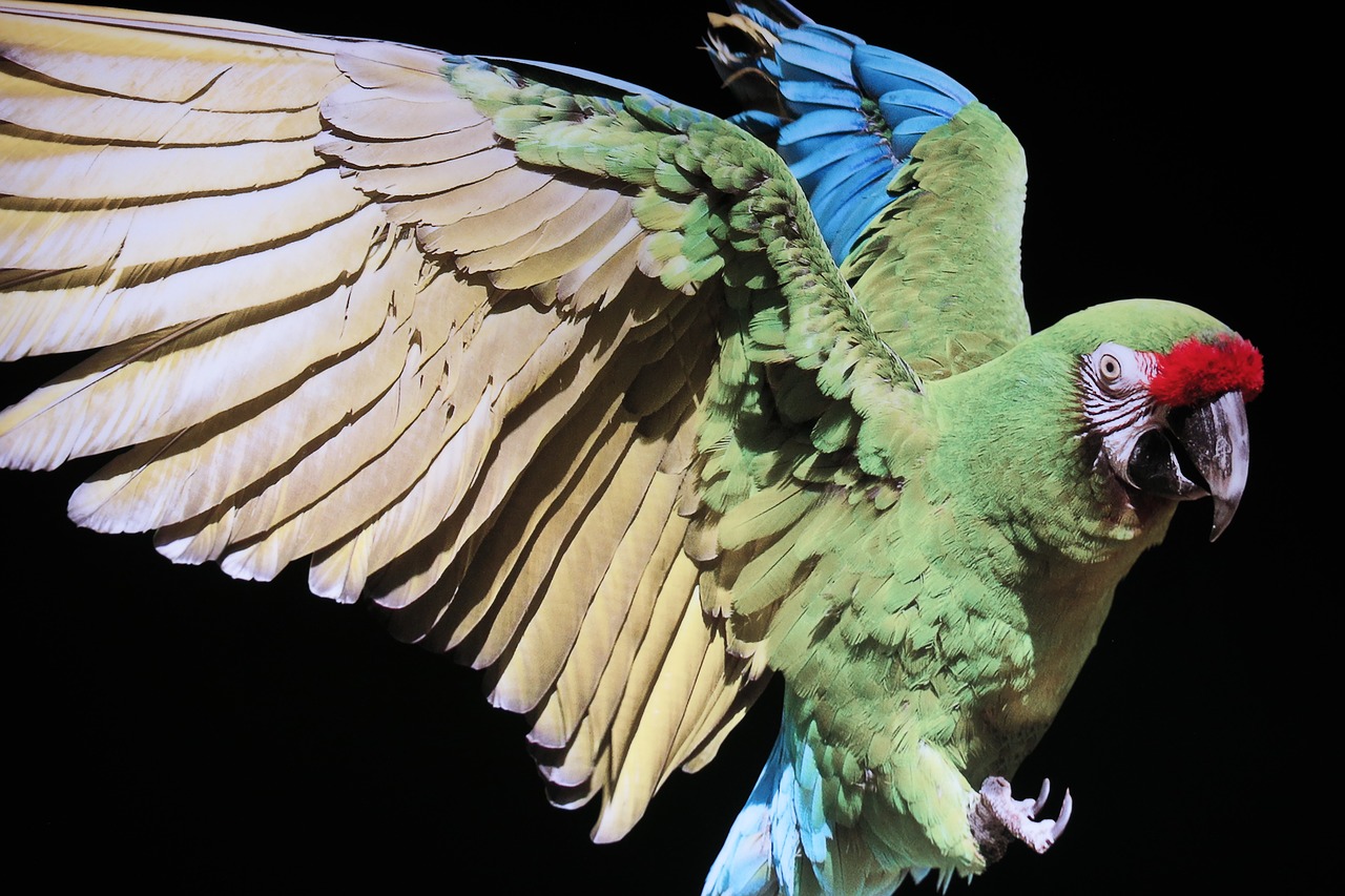 bird  parrot  plumage free photo