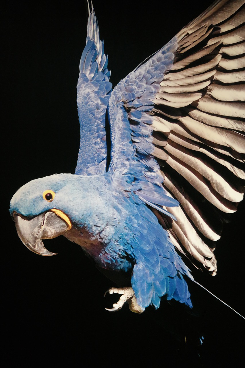 bird  parrot  plumage free photo