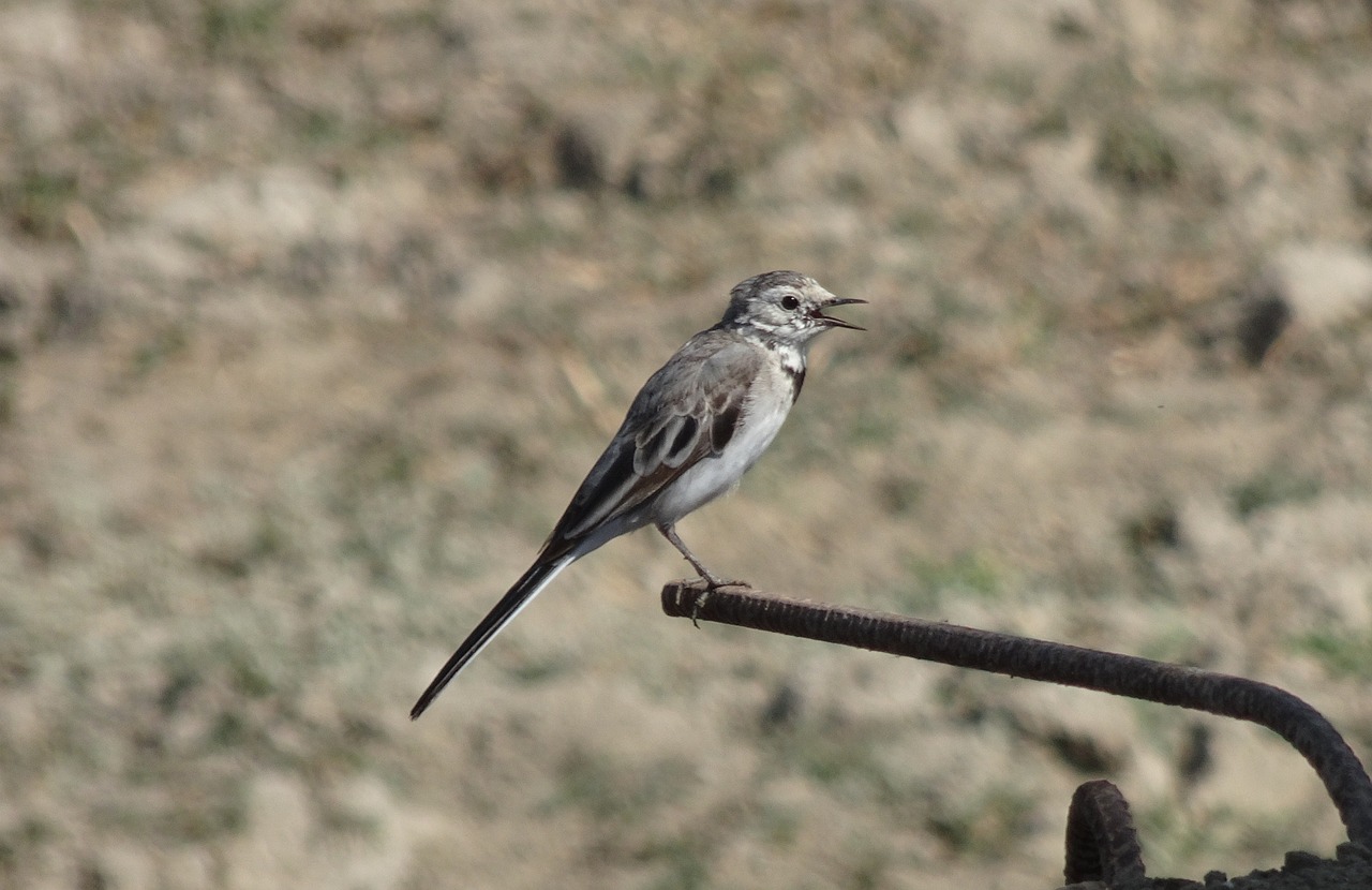 bird  wagtail  white wagtail free photo