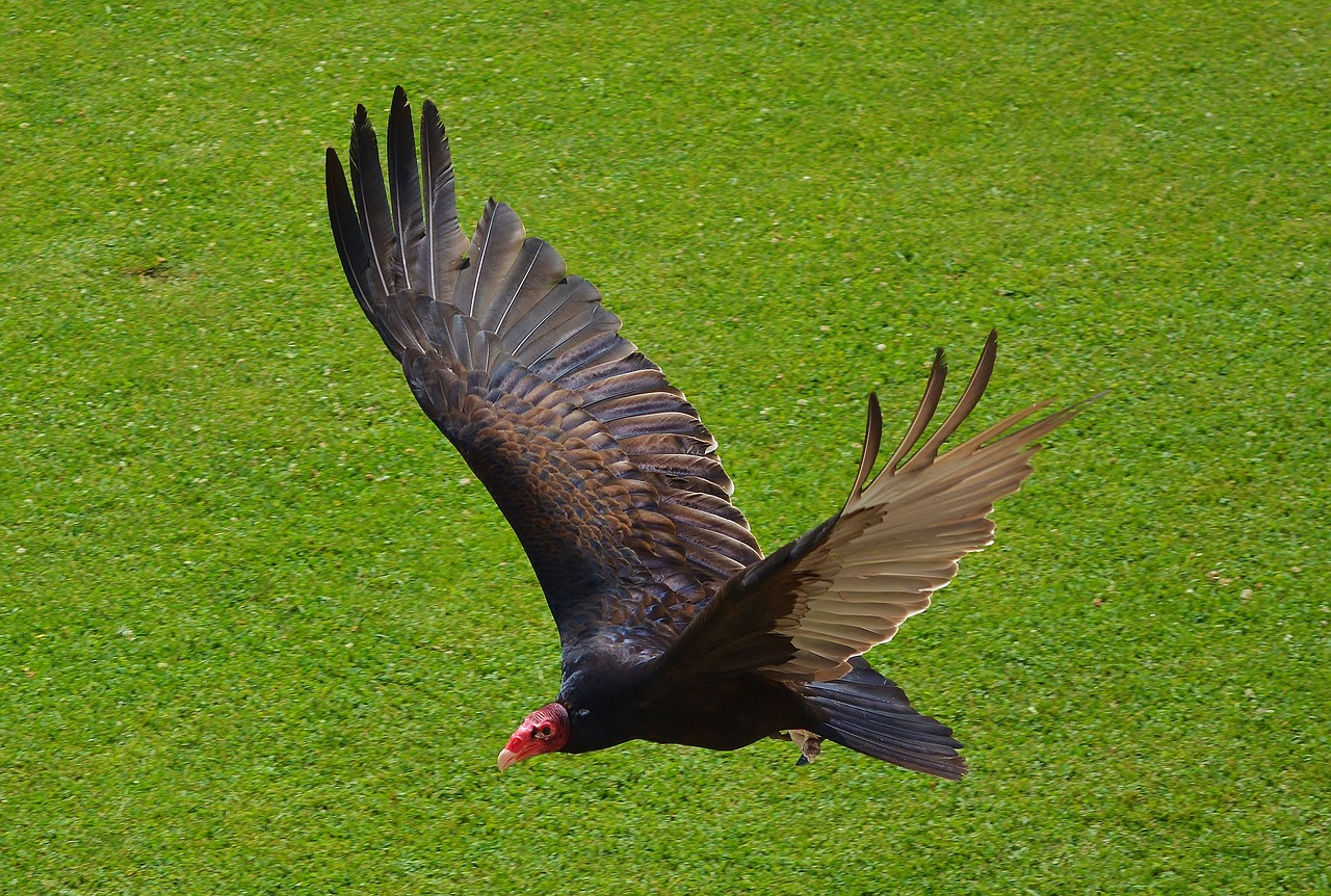 bird  vulture  animal world free photo