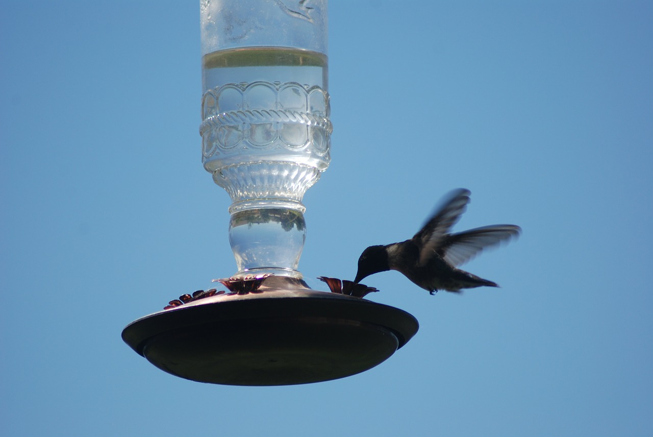 bird hummingbird bird feeder free photo