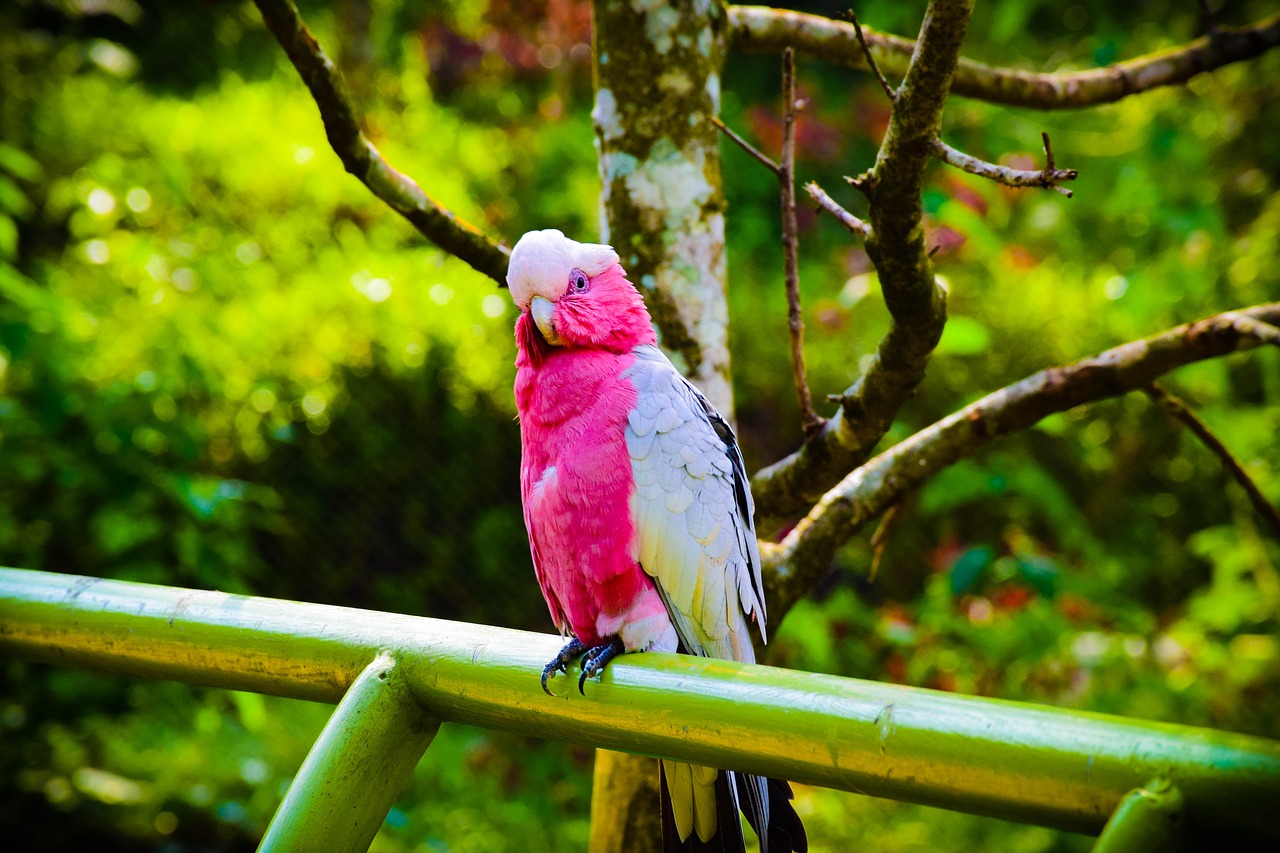 bird  forest  pink free photo