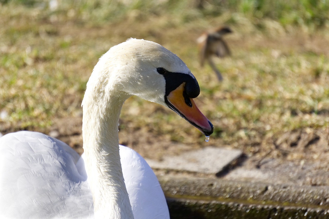 bird  swan  animal world free photo