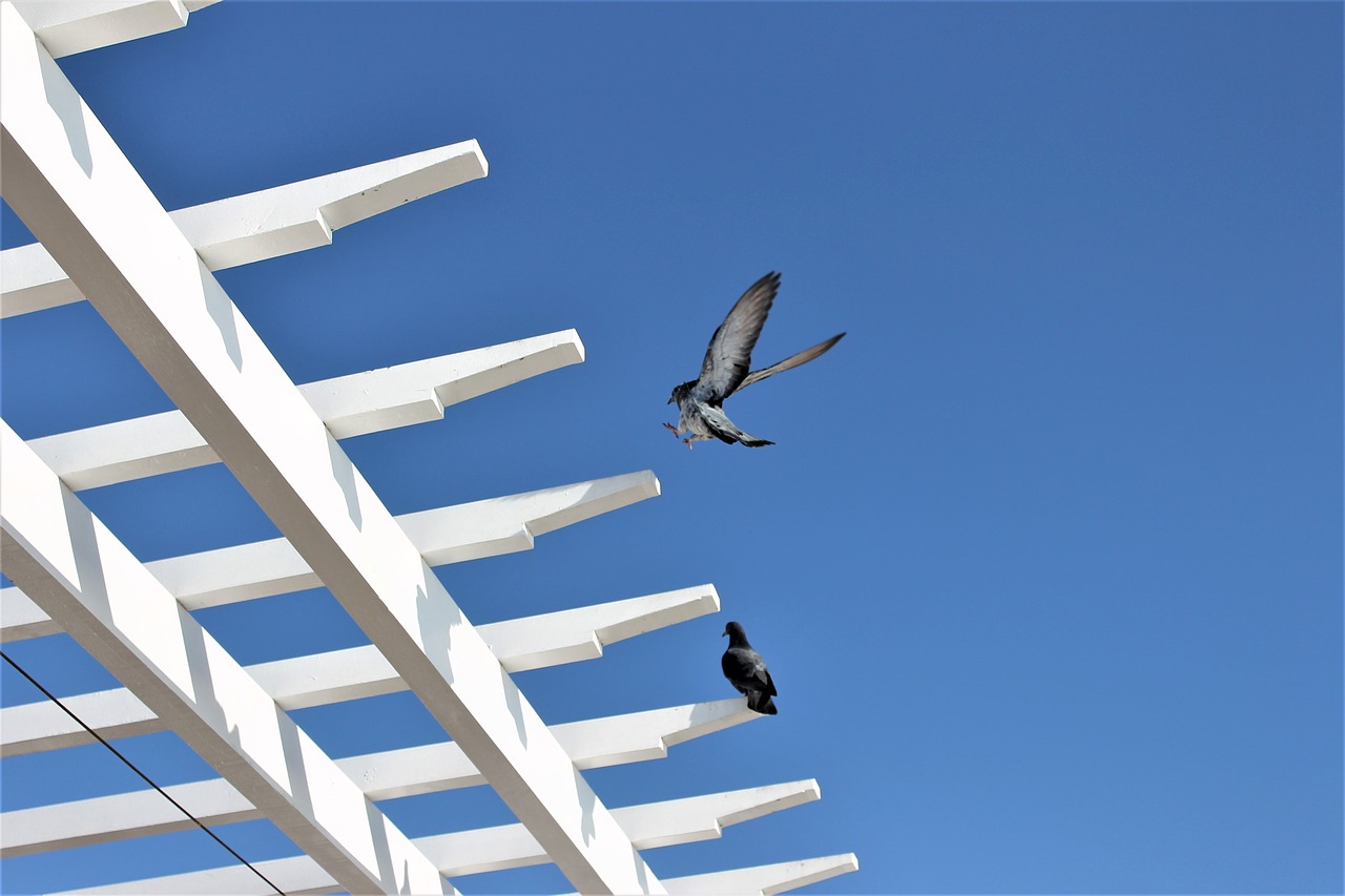 bird  pigeon  flight free photo