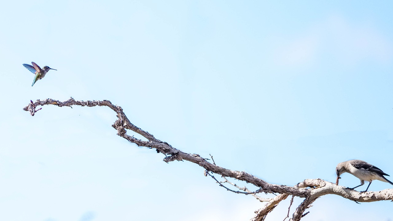 bird  hummingbird  worm free photo