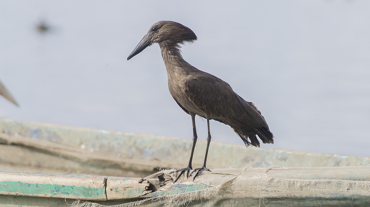 bird  hammerkop  nature free photo