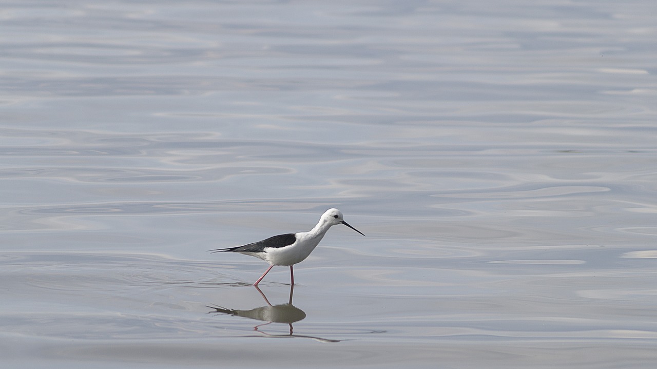 bird  nature  lake free photo