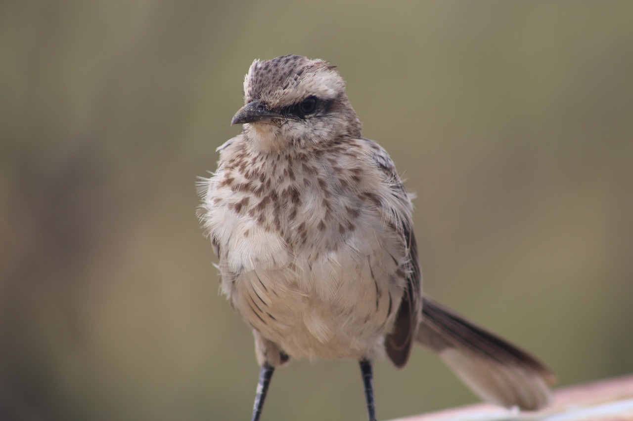 bird  nature  plumage free photo